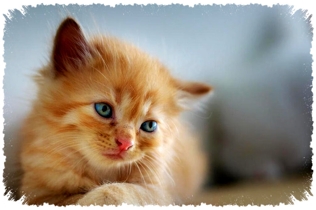 Mengapa Semua Anak Kucing Bermata Biru Saat Lahir, Ternyata Bukan Karena Pigmen