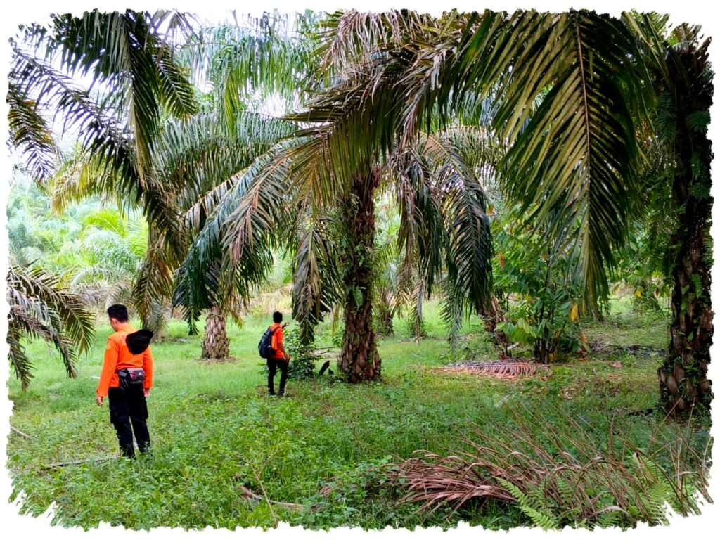 Basarnas Pekanbaru Terjunkan Delapan Personel, Jejak Kakek 83 Tahun di Kebun Sawit Dicari