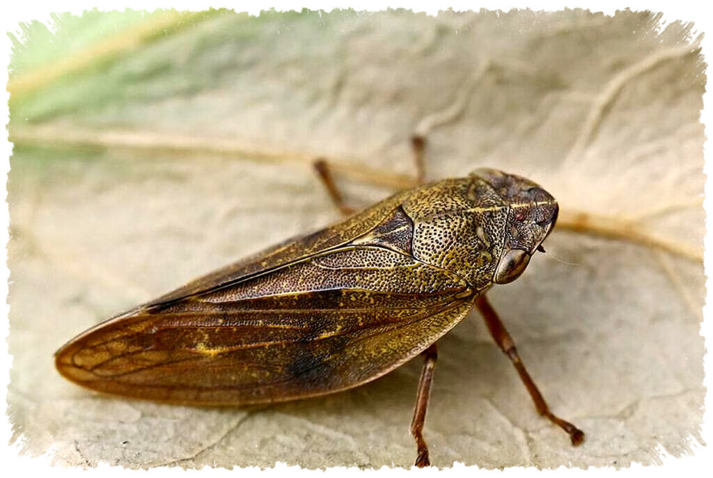 Froghopper Pelompat Tertinggi, Kecil Tapi Menguras Tanaman Dan Lahir Sejak Zaman Dinosaurus