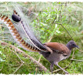 Lyrebird, Maestro Hutan Yang Meniru Suara Mesin Gergaji Dan Mengguncang Ekosistem
