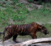 Harimau Mati Di Bandung Zoo, Dedi Mulyadi Turun Tangan dan Minta Data Darurat