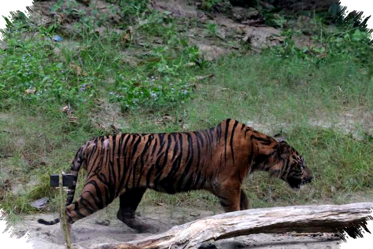 Harimau Mati Di Bandung Zoo, Dedi Mulyadi Turun Tangan dan Minta Data Darurat