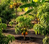 Kebun Buah Tak Harus Boros Air, Irigasi Ini Bisa Pangkas Pemakaian hingga 60% Kebun Buah Tak Harus Boros Air, Irigasi Ini Bisa Pangkas Pemakaian hingga 60%