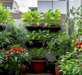 18 Sayur Hias Mini Ini Menampar Mitos Lahan Sempit, Rumah Cantik Sekaligus Panen Segar