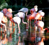 Flamingo Amerika Lebih Mencolok, Afrika Lebih Luas Dan Pucat Flamingo Amerika Lebih Mencolok, Afrika Lebih Luas Dan Pucat