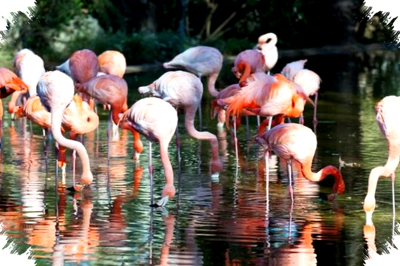 Flamingo Amerika Lebih Mencolok, Afrika Lebih Luas Dan Pucat