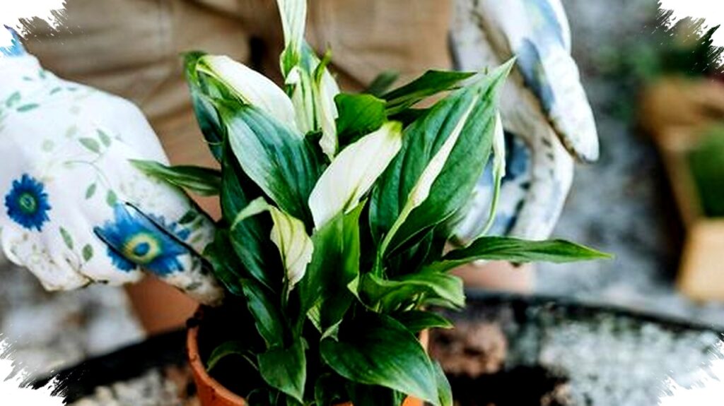 Bukan Gym yang Paling Berat, Menari dan Berkebun Diam-Diam Bantu Turunkan BB