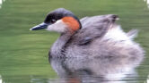 Madagascar Grebe Terancam Punah, Burung Kecil Ini Bergantung Pada Danau Madagaskar
