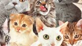 Kucing Kampung Ternyata Bisa Sangat Langka, Dari Busok Hingga Calico Jantan