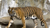 Dari Kucing Busok Hingga Harimau Sumatera, Ini Jenis Kucing Indonesia yang Sering Disalahpahami