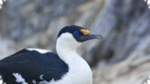 Antarctic Shag, Kormoran Bermata Biru Yang Bertahan Di Benua Es Sepanjang Tahun