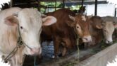 Harga Sapi Kurban 2026 Mulai Bergerak Naik, Selisih Jenis dan Bobotnya Tembus Jutaan