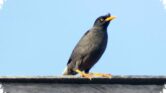 5 Burung Kerak Hitam Asli Indonesia, Ada Yang Bisa Meniru Suara Manusia