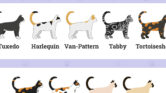 Warna Bulu Kucing Bukan Penentu Kepribadian, Ini Faktor Yang Sebenarnya Membentuknya