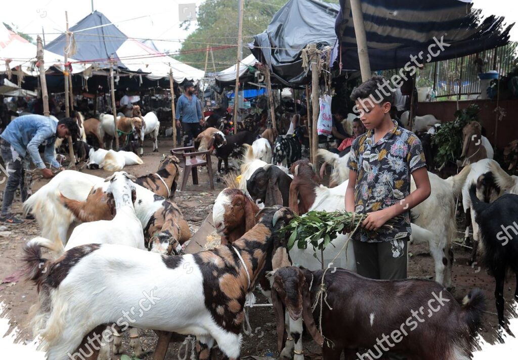 Harga Kambing Naik 40 Persen di Malang, Blantik Luar Daerah Serbu Jelang Idul Adha 2026