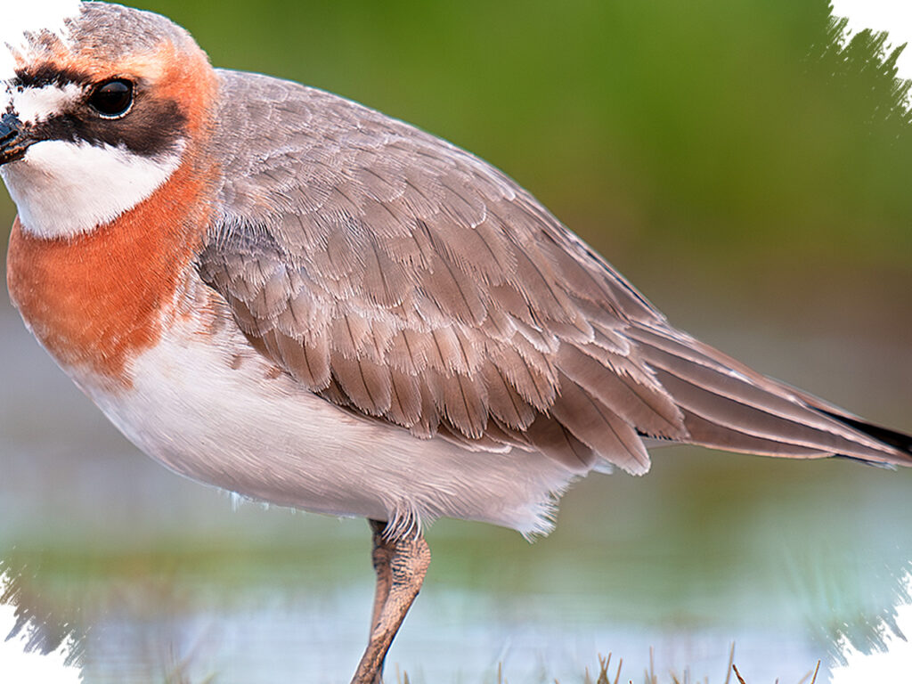 Siberian Sand Plover, Burung Kecil Yang Menempuh Ribuan Kilometer Demi Bertahan Hidup