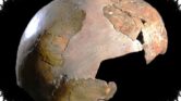 Fosil Anak 5 Tahun Di Israel Ungkap Kawin Campur Homo Sapiens Dan Neanderthal Fosil Anak 5 Tahun Di Israel Ungkap Kawin Campur Homo Sapiens Dan Neanderthal