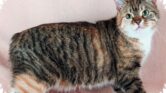 Mengapa Ada Kucing Tanpa Ekor, Ternyata Bukan Sekadar Soal Genetik