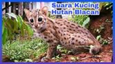 Kucing Blacan, Macan Tutul Mini Yang Cantik Tapi Bukan Untuk Dipelihara
