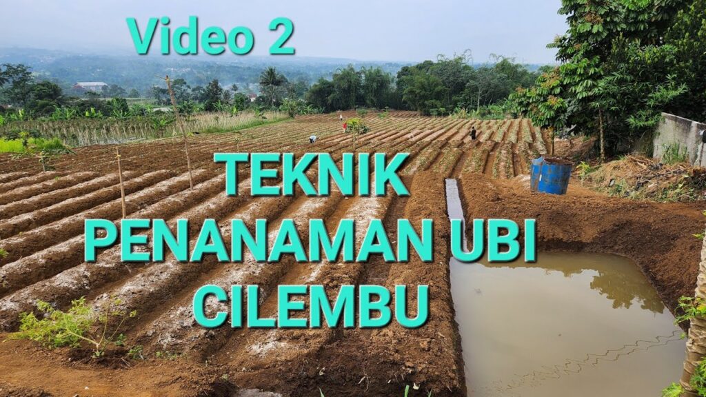 Cara Menanam Ubi Cilembu Agar Manis Maksimal, Bibitnya Ternyata Menentukan Hasil