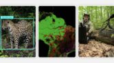 AI Mengubah Rekaman Buram Hutan Jadi Harta Karun Riset Primata AI Mengubah Rekaman Buram Hutan Jadi Harta Karun Riset Primata