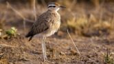 7 Fakta Burung Pelejang, Burung Pantai yang Justru Hidup Diam-Diam di Gurun 7 Fakta Burung Pelejang, Burung Pantai yang Justru Hidup Diam-Diam di Gurun