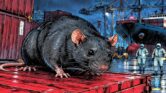 Waspada 7 Tikus Di Sekitar Rumah, Ancaman Hantavirus Yang Sering Luput Dilihat