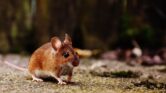 Gejala Awal Mirip Flu, Bedanya Hantavirus dan Corona Terungkap Jelas