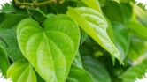 Daun Sirih Sering Diremehkan, Padahal Manfaatnya Menjangkau Mulut Hingga Kulit