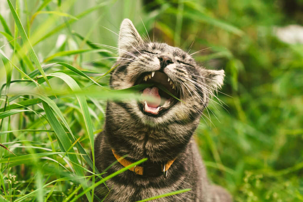 Kucing Makan Rumput Bukan Karena Suka Sayur, Ini Alasan yang Sering Disalahpahami