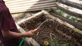 Bekicot Cepat Besar atau Cepat Mati, Pemula Sering Gagal di 5 Hal Sepele Ini