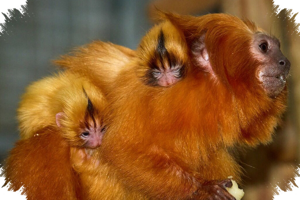 Dari Ambang Punah ke 4.800 Ekor, Kisah Kebangkitan Golden Lion Tamarin