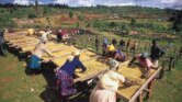 Cina Hapus Tarif Impor Dari Afrika, Defisit Dagang Melebar Tapi Petani Kenya Menang