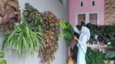 7 Tanaman Hias Pembawa Hoki Untuk Depan Rumah, Cantik, Mudah Dirawat, dan Penuh Makna