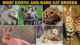 12 Ras Kucing Paling Langka di Dunia, Banyak Yang Cuma Ada Di Negara Asalnya 12 Ras Kucing Paling Langka di Dunia, Banyak Yang Cuma Ada Di Negara Asalnya
