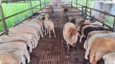 Kambing Atau Domba Untuk Kurban, Mana Yang Lebih Aman Dan Bernilai?