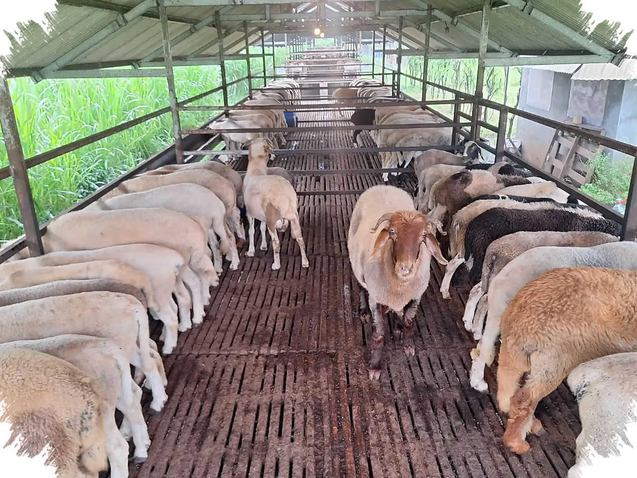 Kambing Atau Domba Untuk Kurban, Mana Yang Lebih Aman Dan Bernilai?