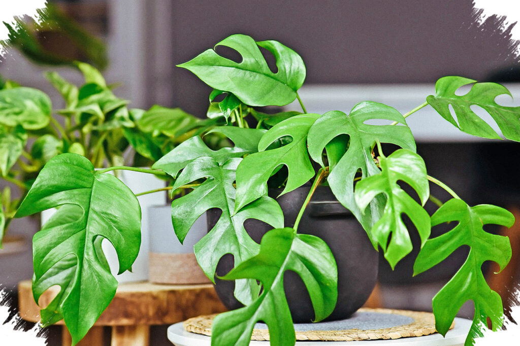 6 Tanaman Hias Hidroponik Minimalis Ini Bikin Rumah Lebih Estetik, Monstera Mini Paling Diburu
