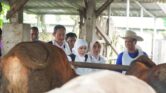 Stok Sapi Kurban Lamongan Surplus, Pasokan 2026 Tembus 8.983 Ekor Di Atas Kebutuhan