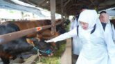 Stok Hewan Kurban Jatim Tembus 2 Juta Ekor, Khofifah Pastikan Kebutuhan Idul Adha Aman
