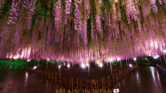 5 Bunga Khas Jepang Yang Paling Sarat Makna, Dari Sakura yang Fana hingga Wisteria yang Abadi 5 Bunga Khas Jepang Yang Paling Sarat Makna, Dari Sakura yang Fana hingga Wisteria yang Abadi