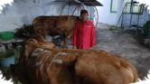 DPD PDIP Jatim Salurkan 468 Sapi Kurban, Pesantren Dan Warga Jadi Penerima Utama