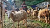 75 Ucapan Idul Adha 2026 yang Tak Terdengar Biasa, Hangat untuk Keluarga hingga Caption Medsos 75 Ucapan Idul Adha 2026 yang Tak Terdengar Biasa, Hangat untuk Keluarga hingga Caption Medsos