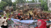 Dari Pesantren Hingga Kampung Warga, PDIP Jatim Tebar 468 Sapi Kurban di Iduladha