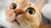 Kucing Tak Pernah Benar-Benar Ditaklukkan, Inilah Cara Manusia Menjinakkannya Kucing Tak Pernah Benar-Benar Ditaklukkan, Inilah Cara Manusia Menjinakkannya