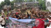 PDI-P Jatim Bagikan 485 Sapi Kurban, Said Ungkap Ironi Rendahnya Konsumsi Daging di Provinsi Produsen Ternak