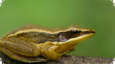 Katak Emas Terancam Punah, Habitatnya Kian Sempit di Western Ghats