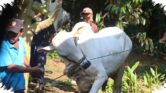 Orang Berkurban Boleh Makan Dagingnya, Tapi Ada Batas yang Sering Terlewat Orang Berkurban Boleh Makan Dagingnya, Tapi Ada Batas yang Sering Terlewat