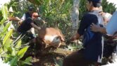 Kurban Core di Jabar, Sapi Kabur 4 Kilometer Lalu Nyasar ke Hutan
