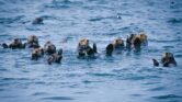 Jika Berang-berang Laut Punah di Alaska, Hutan Kelp Bisa Runtuh dan Pantai Ikut Terancam Jika Berang-berang Laut Punah di Alaska, Hutan Kelp Bisa Runtuh dan Pantai Ikut Terancam